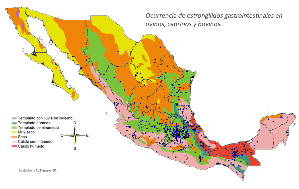 Ocurrencias de estrongilidos gastrointestinales en bovinos, ovinos y caprinos.
